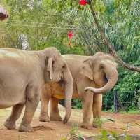 福州動物園：動物奇妙景象，雨天也好玩