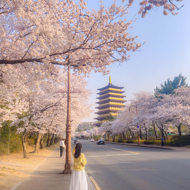 올 봄, 경주를 가야 하는 이유🌸