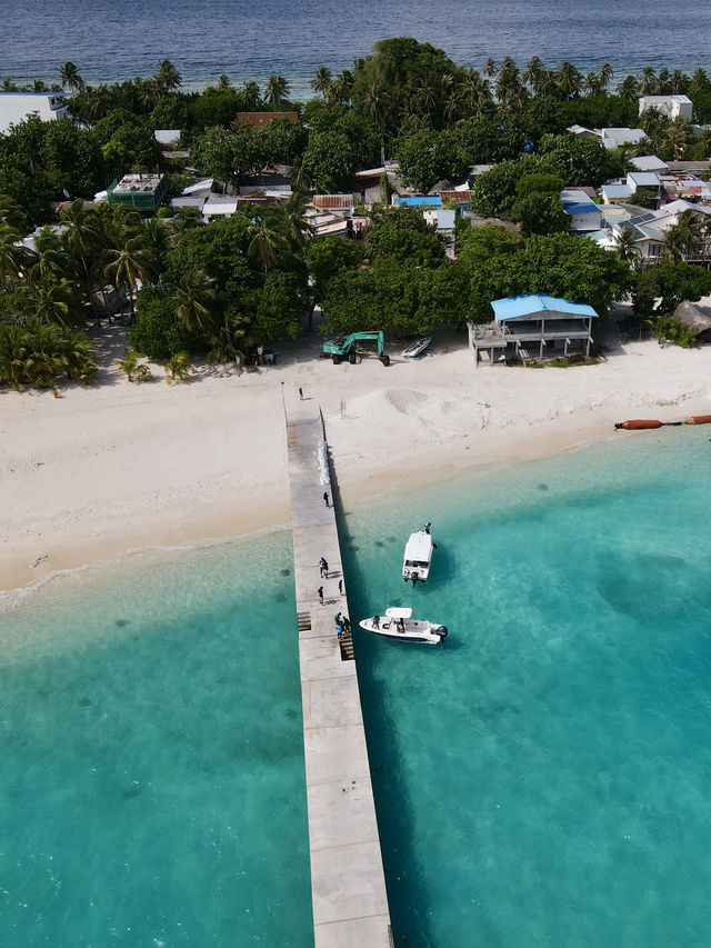 Meet the Stingrays at Fulidhoo Island, Maldives 🏝️