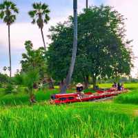 นั่งรถไฟชมวิวทุ่งนาข้าวบรรยากาศสุดชิว