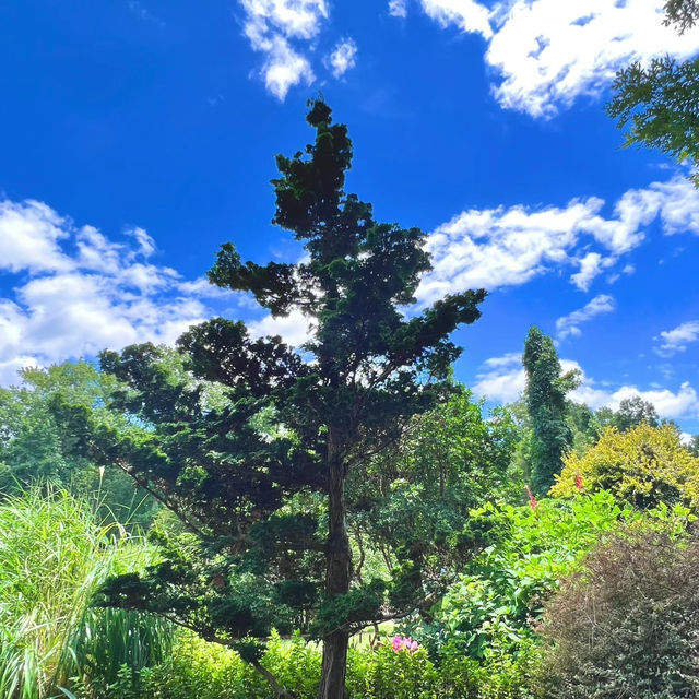 漫步綠蔭🌲 基督城植物園
