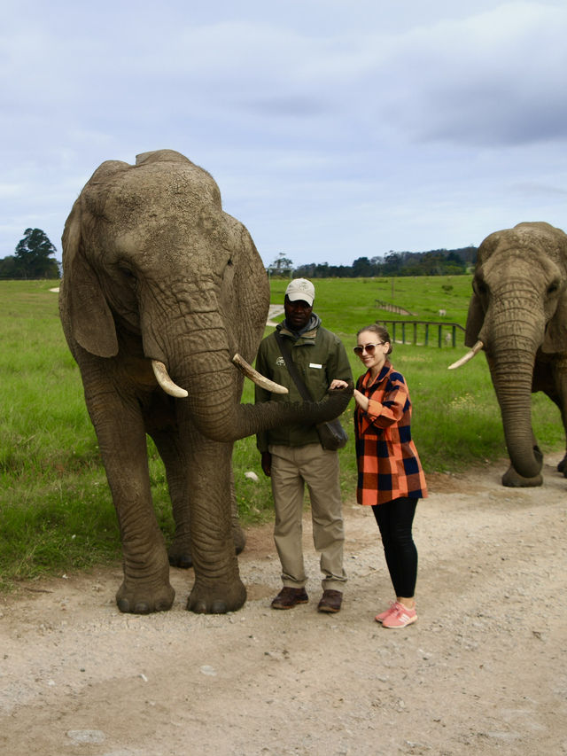 Ethical way to experience elephants 🐘 