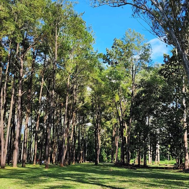 🌲สวนสนแม่แตง เชียงใหม่