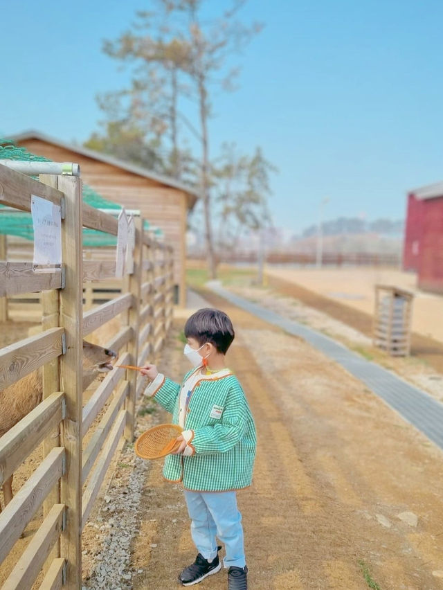 상하목장의 체험형 동물원