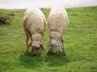 เที่ยวชมสัตว์ที่ (Viva Foresta Farm)