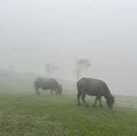 ［台北］在雲端漫步的陽明山公園