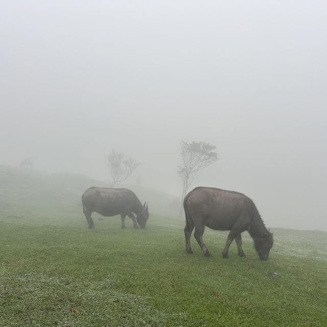 ［台北］在雲端漫步的陽明山公園