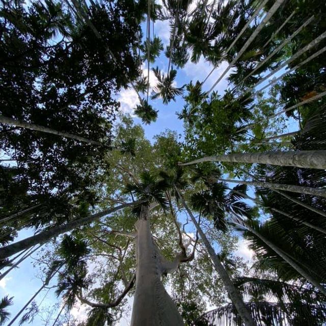 ต้นไม้ยักษ์บ้านสะนำ🌳