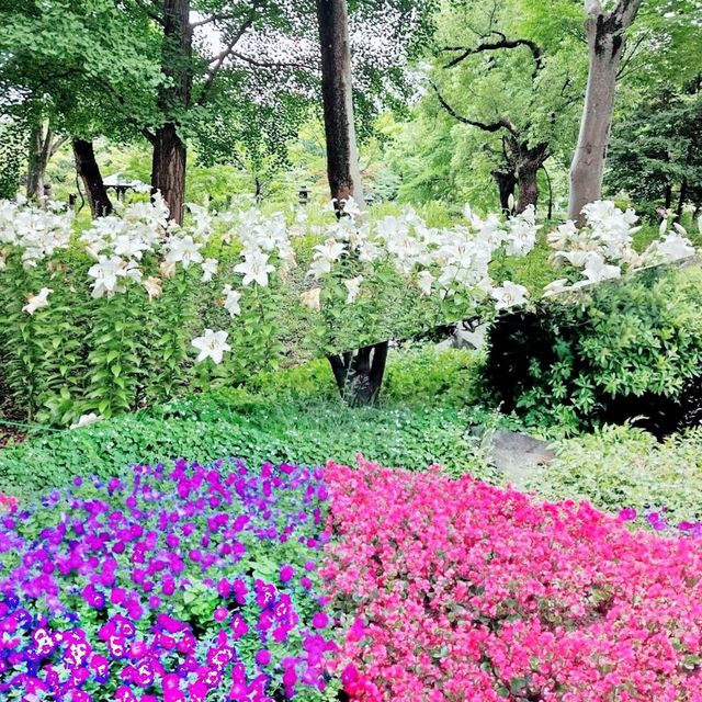日比谷公園賞花💐💐💐💐💐💐