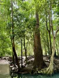 น้ำพุธรรมชาติบ้านท่าช้าง เขาใหญ่🌳