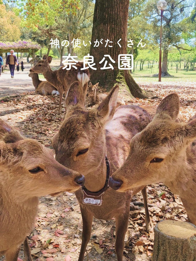 【神の使いがたくさん🦌奈良公園🌲】