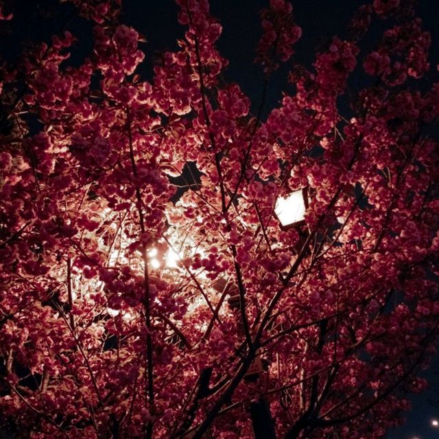 小樽運河夜景