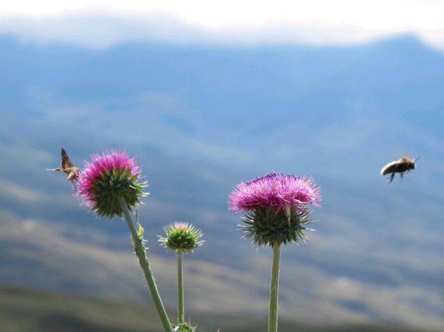 Discover the Serenity of Nalati Grassland, Xinjiang's Hidden Gem