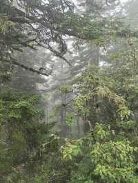 Huanglong Forest is the Paradise 