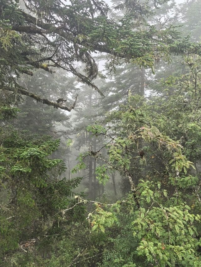 Huanglong Forest is the Paradise 