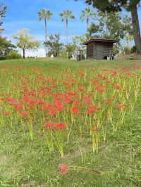 【淡路島】秋の花畑を求めて