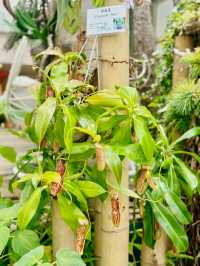 【金鐘】香港公園：期間限定香花展覽