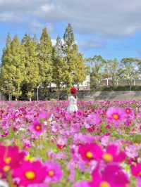 400万本のコスモス畑🌼*･