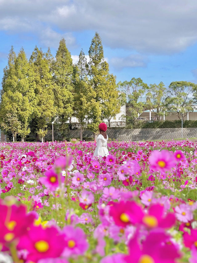 400万本のコスモス畑🌼*･