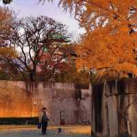 Must visit Nara in Fall