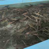 where fishes are bred
