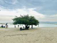 ชวนไปถ่ายรูปกับฝูงน้องห่านที่หาดเทียน