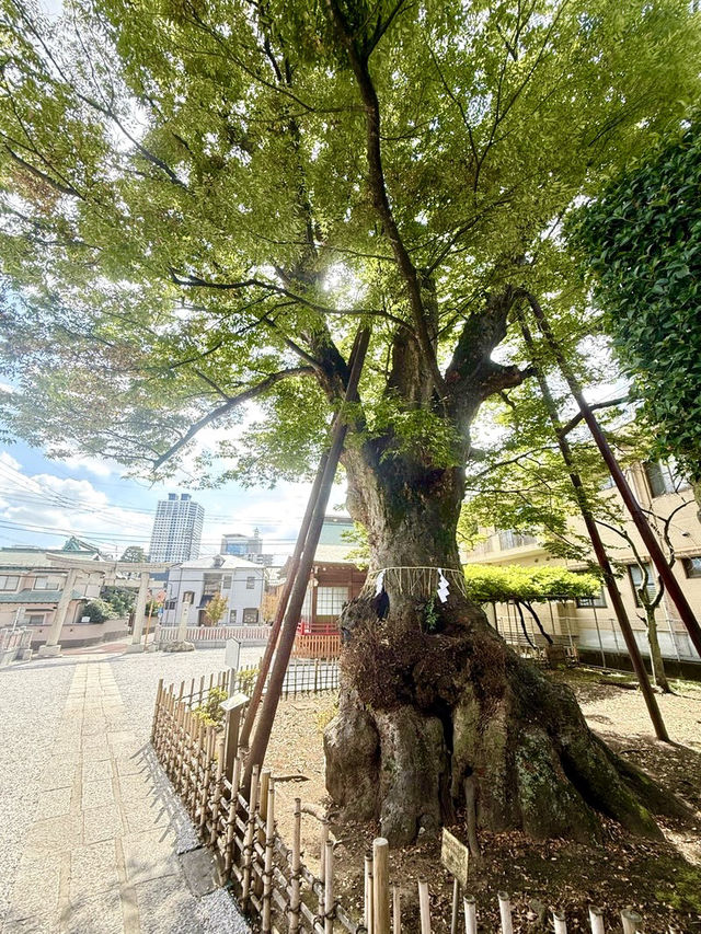 【東京都】存在感ある樹齢900年の欅