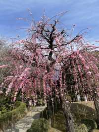 《熊本水前寺成趣園》：尋找寧靜與自然之美的心靈之旅