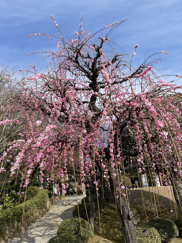 《熊本水前寺成趣園》：尋找寧靜與自然之美的心靈之旅