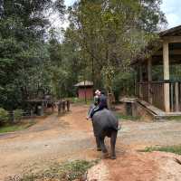 Elephant Encounters and Jungle Fun: My Day at Kenyir Elephant Conservation Village!
