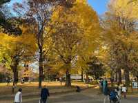 🍁上野公園銀杏黃 🍂金葉飄舞隨風翔