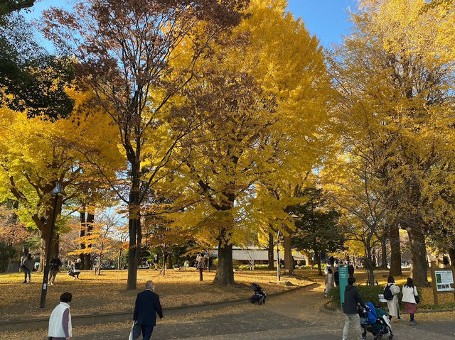 🍁上野公園銀杏黃 🍂金葉飄舞隨風翔