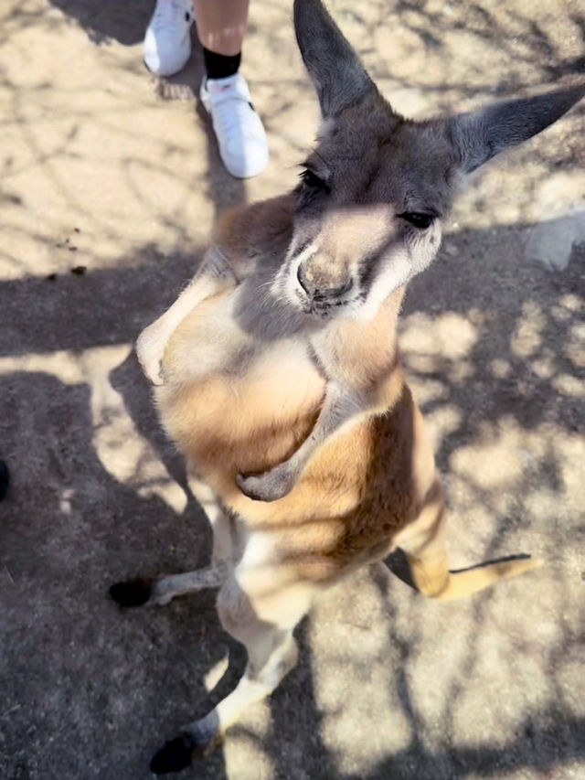 再次近距離親親小動物🦘🐑🐫