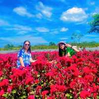 สวนดอกไม้ Tokyo Farm ปากช่อง🌻💐☘️