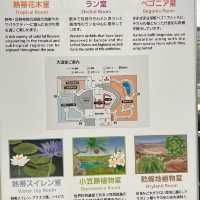 สวนกุหลาบ ที่ Chofu ใกล้โตเกียว