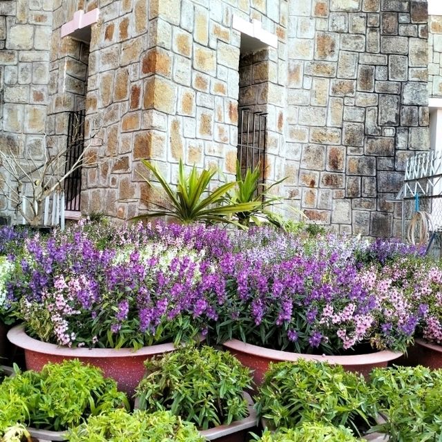 โบสถ์สีชมพู (Domaine de Marie Convent) ดาลัด