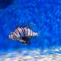 "Discover the Wonders of the Sea at Underwater World Langkawi"