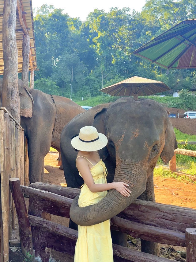 코끼리와 사진찍고 먹이주기 체험하기 🐘🍍
