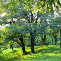 花柏山公園：悠閒秘境 🌳🌼