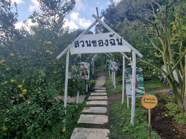 แวะมาเติมความสดใส ในสวนส้ม🍊จังหวัดเชียงใหม่