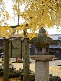【ここ行って】住宅街に突如現れる、樹齢300年以上のイチョウが美しい穴場の神社⛩️