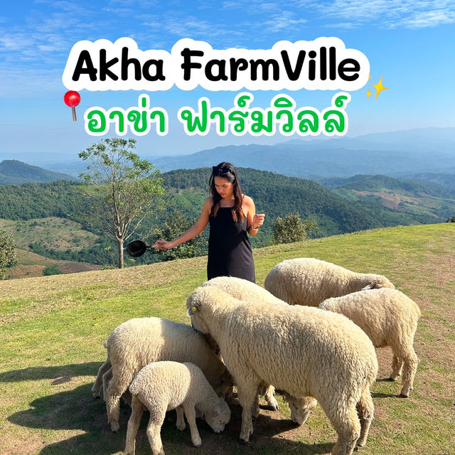 🐑 “อาข่า ฟาร์มวิลล์” ฟาร์มแกะเปิดใหม่เชียงราย 