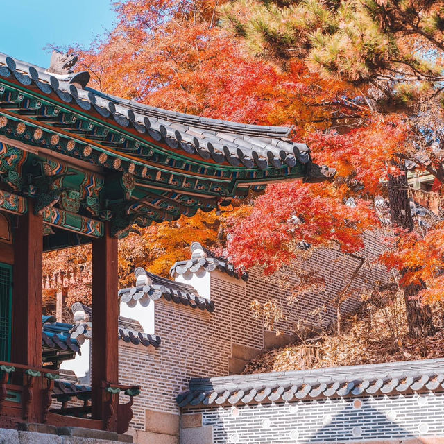 autumn in South Korea and it is goỏgeou 