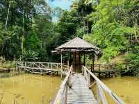 Experiencing Semenggoh Wildlife Centre