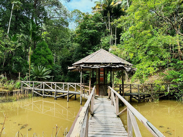 Experiencing Semenggoh Wildlife Centre