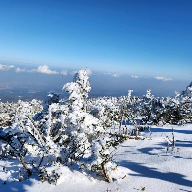 제주 O일 여행 가이드