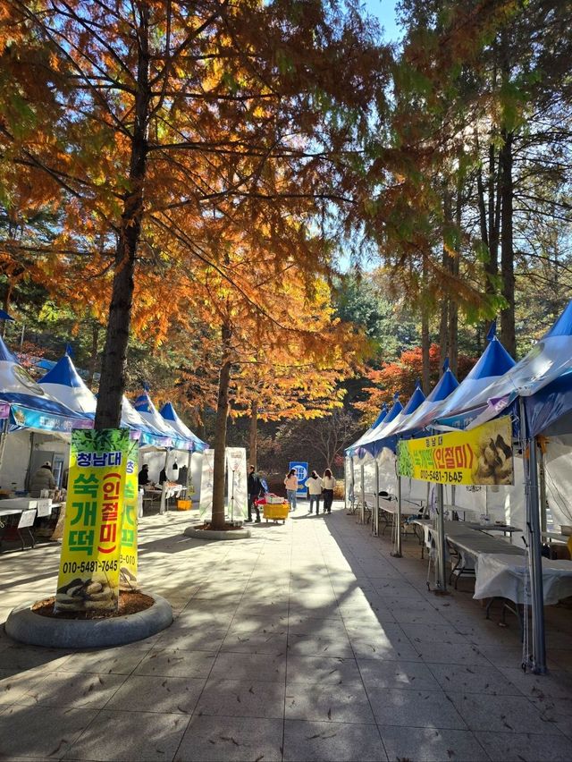 메타세콰이어숲길이 아름다운 청남대🍁
