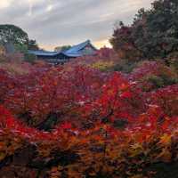 🇯🇵京都「東福寺」市區楓葉🍁頂流，楓葉之王威名當之無愧！