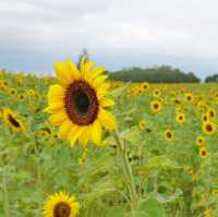 ดอกทานตะวันที่บานแล้วที่ไร่มณีศร 🌻