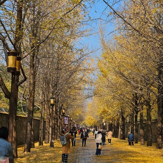 來趟圓明園的歷史與自然之旅